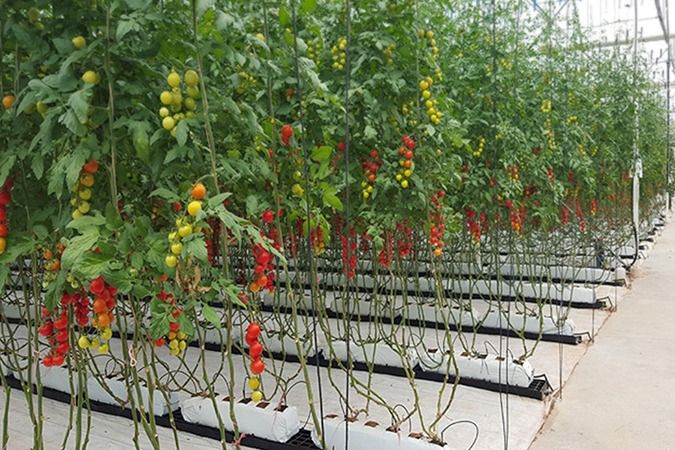 sistema de recogida de drenajes en cultivo hidropónico