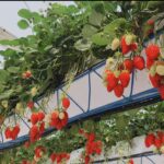 sistema fresa strawberry (4)