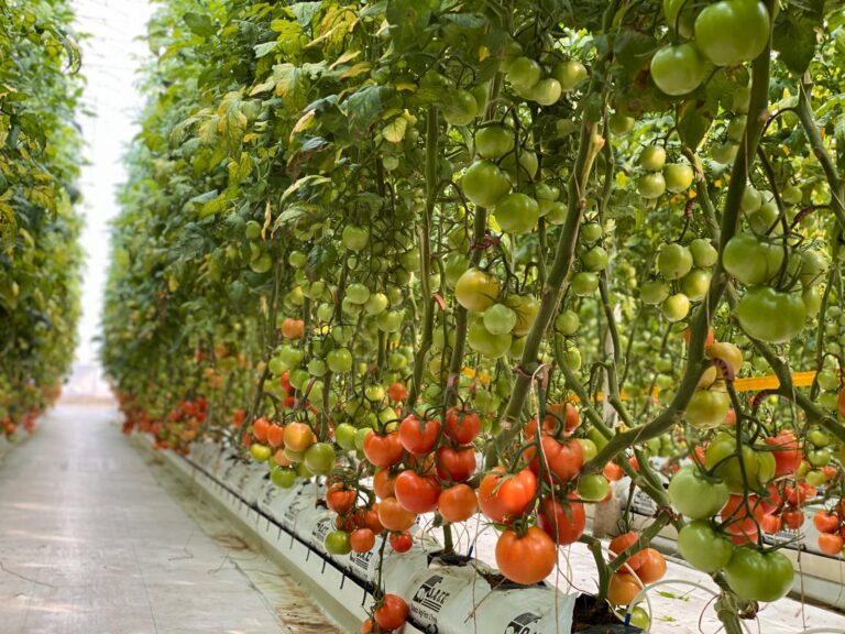 HS Sistema Premium para Tomate