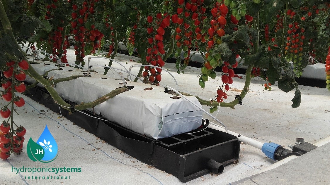 Premium System para tomate