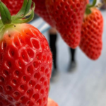 sistema fresa strawberry (5)(1)