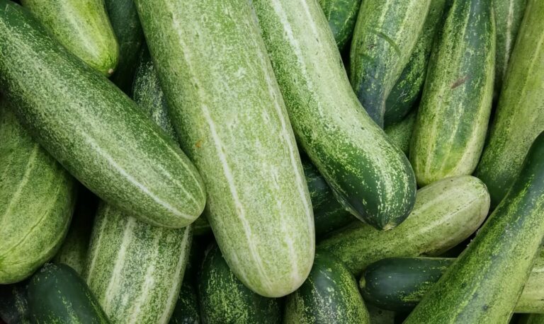 hydroponic cucumber
