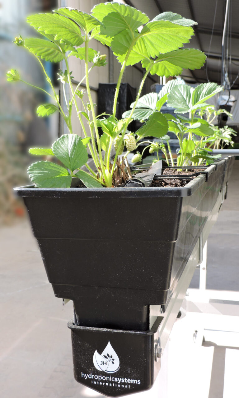 substrate grow strawberry
