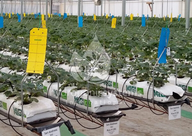 Hydroponic growing system installed by expert hydroponic system suppliers