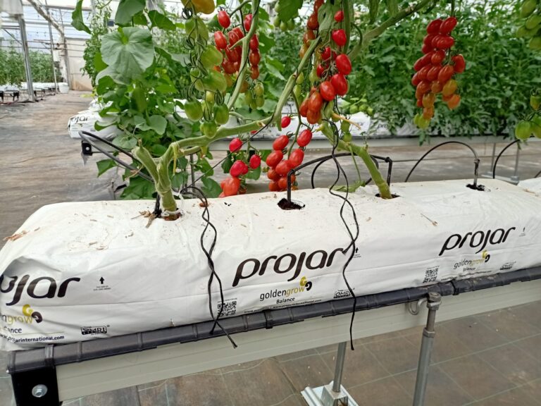 hydroponic tomato