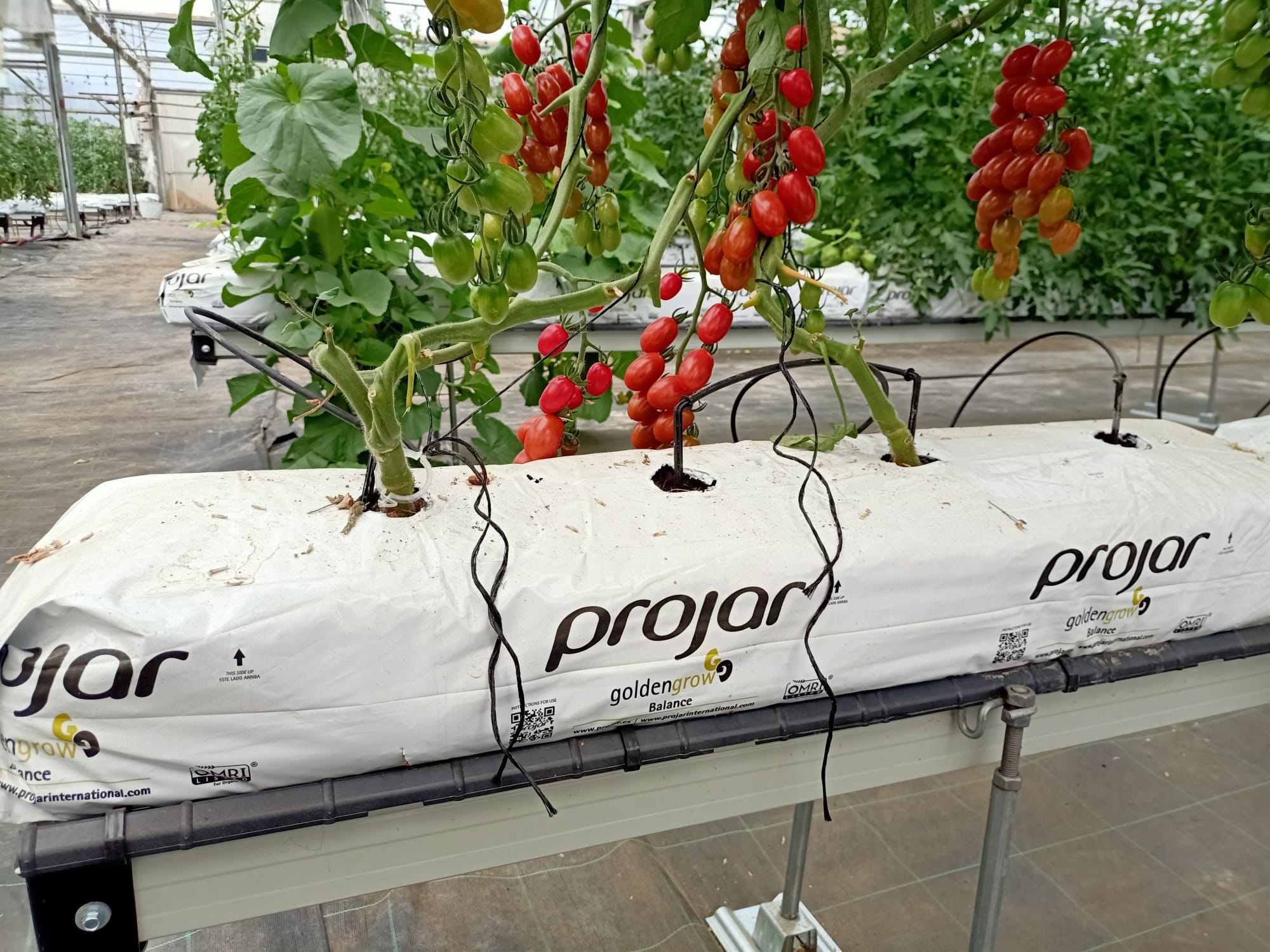 hydroponic tomato