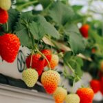 Hydroponic strawberry farming