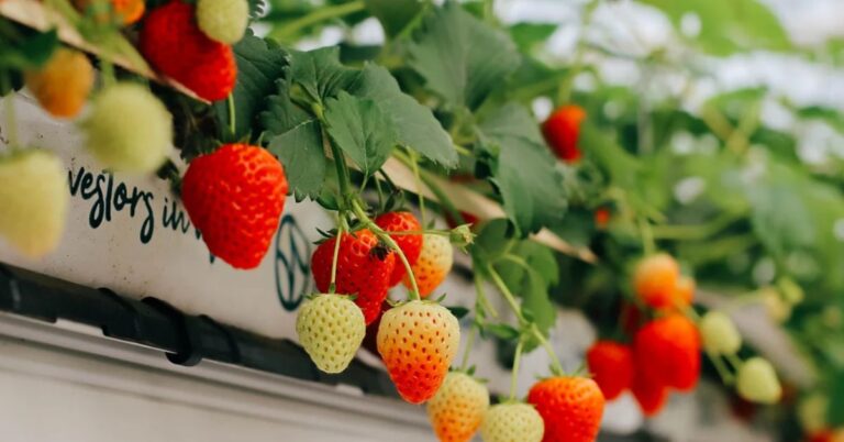 Hydroponic strawberry farming