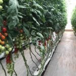 brazil hydroponics tomato premium (4)