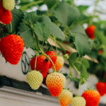 featherbed fruits reino unido fresa evolution
