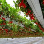 abundant strawberry production after optimal flowering of the crop, thanks to Hydroponic Systems' soilless growing systems.