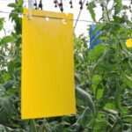 trampa amarilla doble gancho (10)