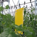 trampa amarilla doble gancho (4)