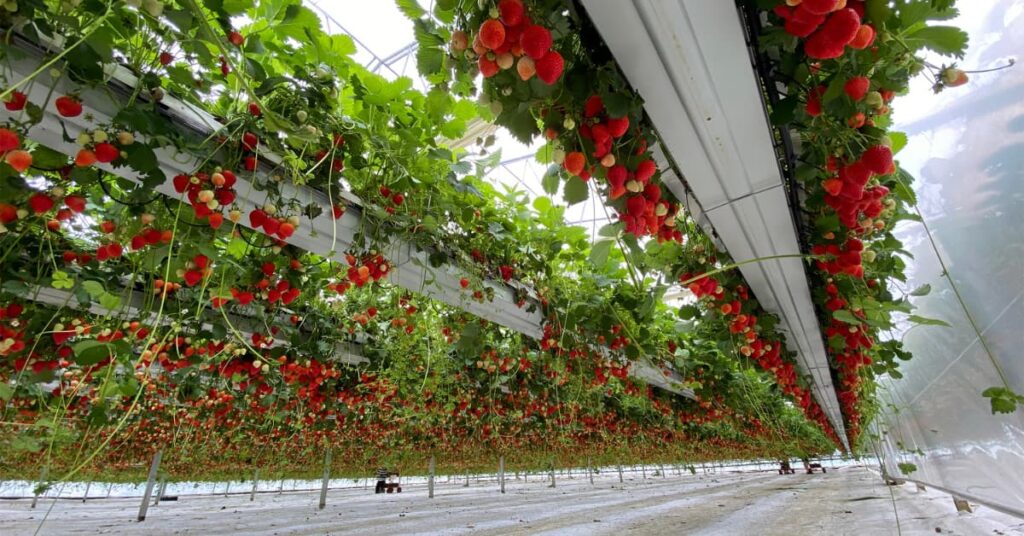 Cultivo de fresas en invernadero con sistema hidropónico elevado y frutos maduros listos para cosecha.