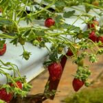 Strawberry cultivation in a greenhouse with an elevated hydroponic system and ripe fruit ready for harvest.