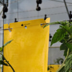 trampa amarilla doble gancho hydroponic 3