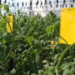 trampa amarilla doble gancho hydroponic 2