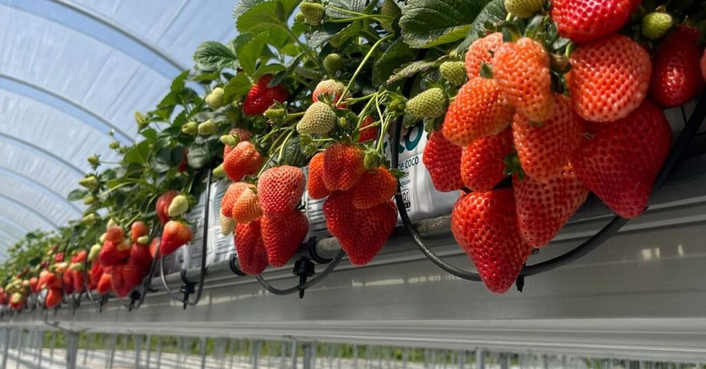 Strawberries grown hydroponically in a greenhouse on an elevated channel with drip irrigation.