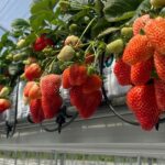Strawberries grown hydroponically in a greenhouse on an elevated channel with drip irrigation.