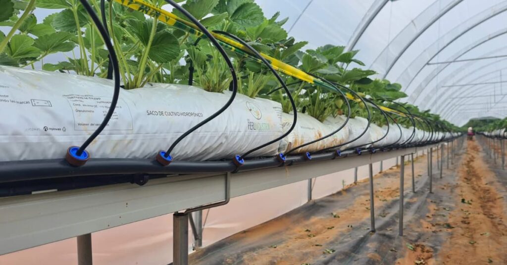 Sistema hidropónico con riego por goteo en invernadero afectado por biofilm en tuberías y control mediante sistema de PHA in situ