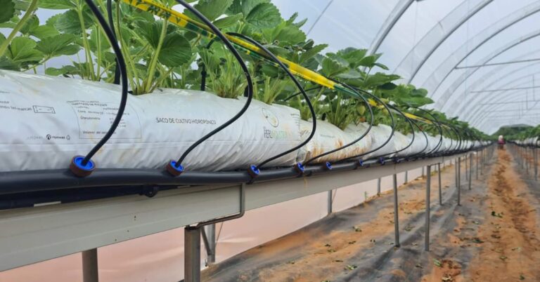 Sistema hidropónico con riego por goteo en invernadero afectado por biofilm en tuberías y control mediante sistema de PHA in situ