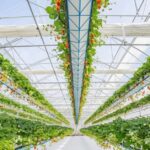 HS-evolution-hanging-system-strawberries