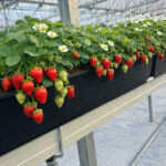 evolution pot fresa 3
