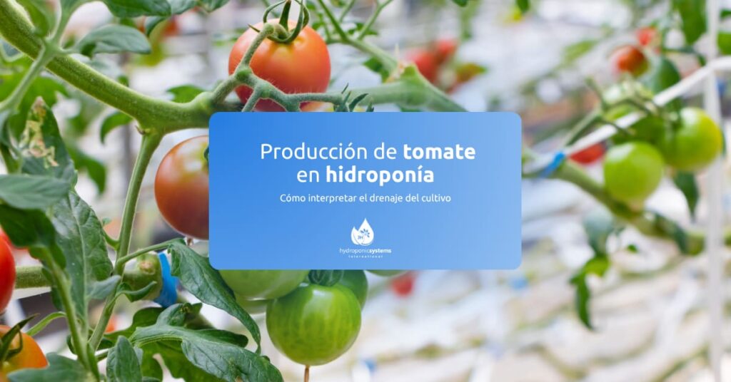 Producción y drenaje en tomate hidropónico en invernadero