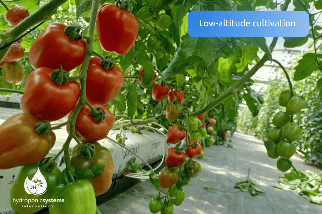 Hydroponic tomato crop at a low working height inside a greenhouse
