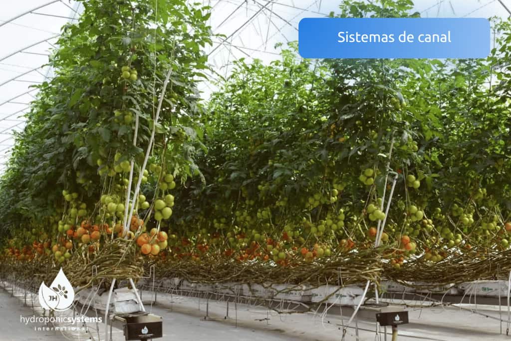 Sistemas de canal para cultivo hidropónico profesional en invernadero