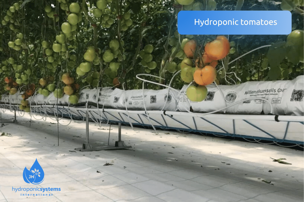 Hydroponic tomatoes grown in a gutter system inside a greenhouse